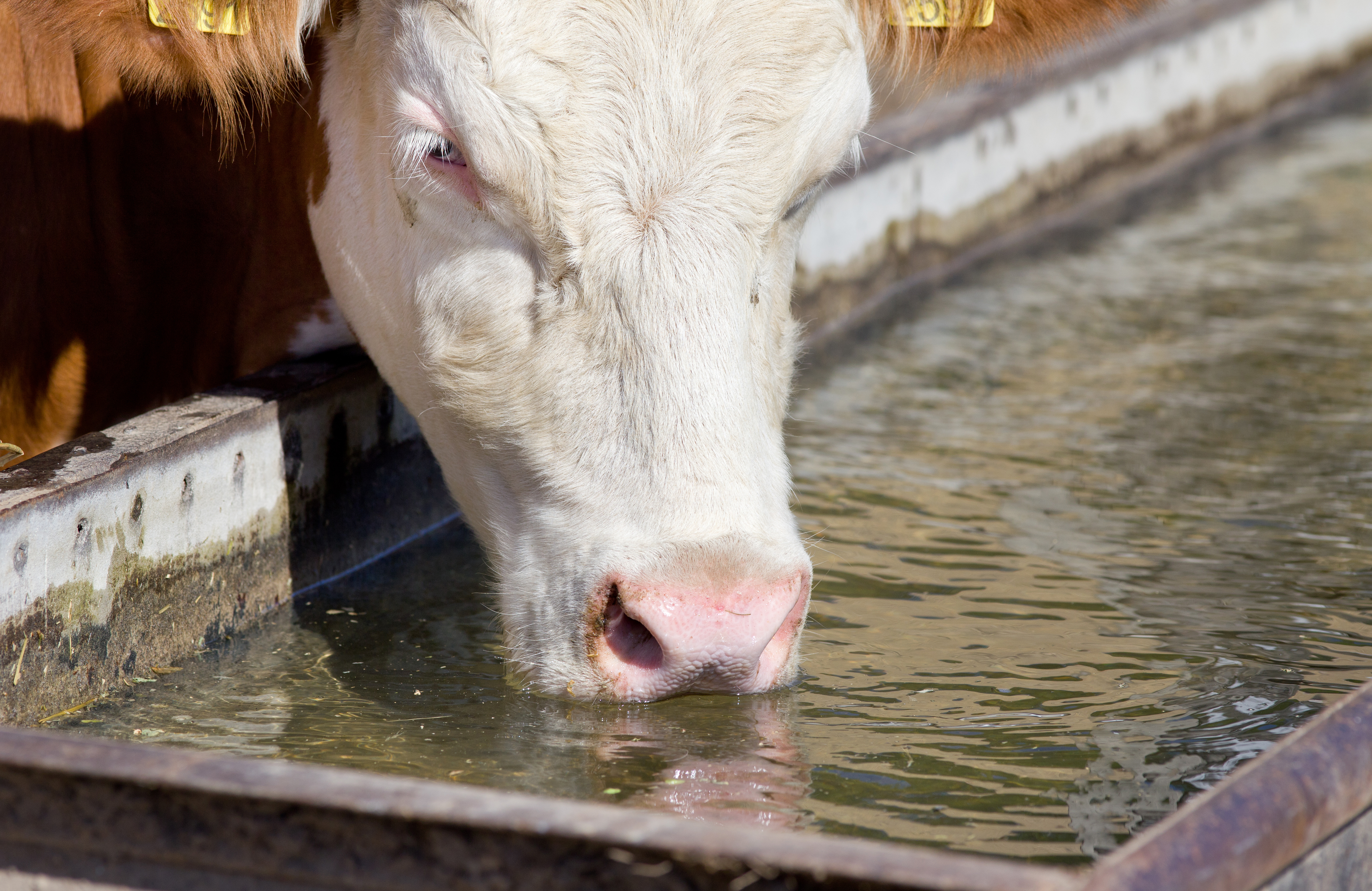 Don’t Overlook Livestock Water Quality