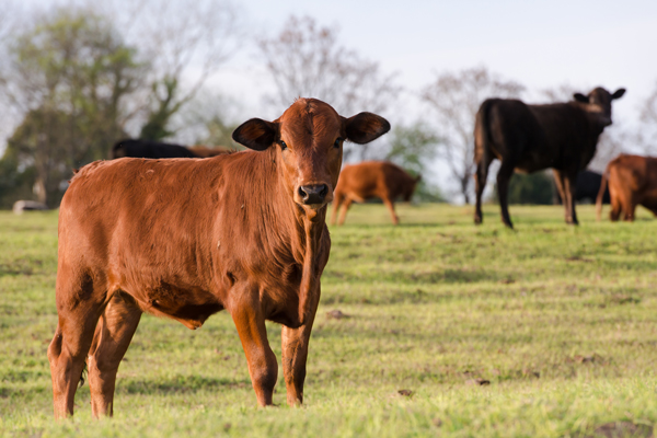 Don’t Let Cows Fall Victim to the Spring Nutrient Gap